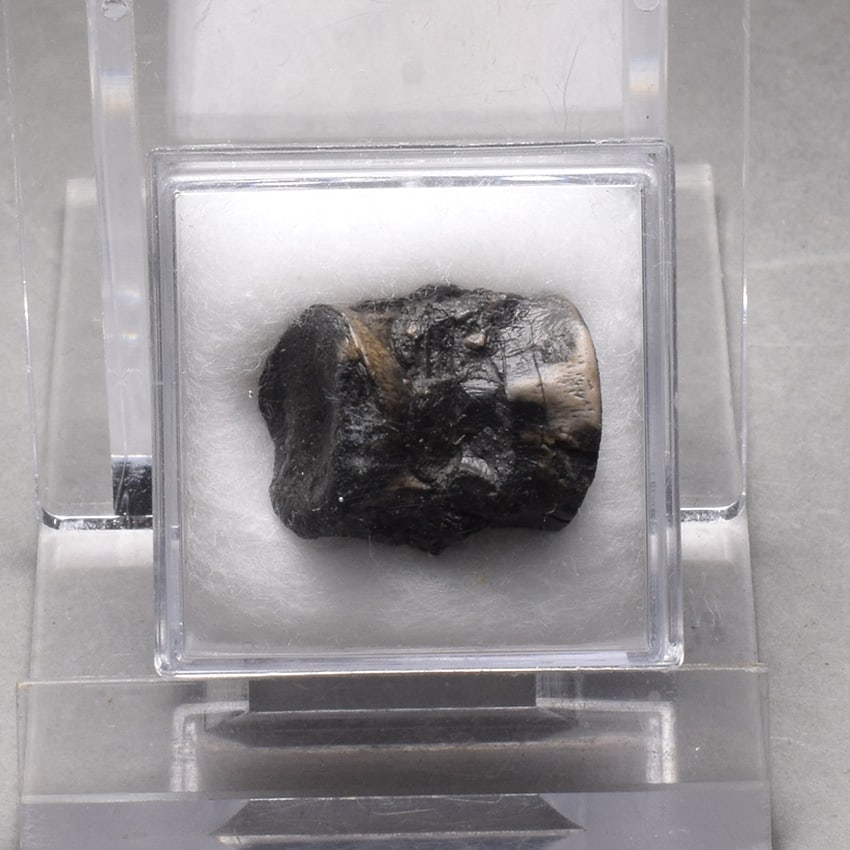 Collection of seven "bonebed" fossils - 11