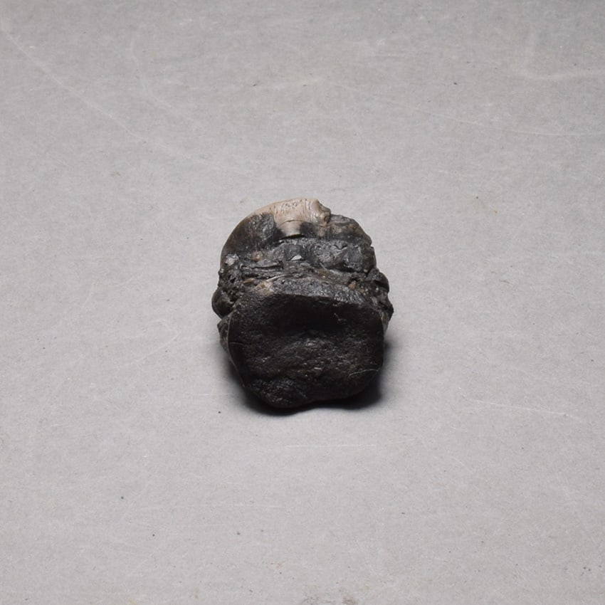 Collection of seven "bonebed" fossils - 13