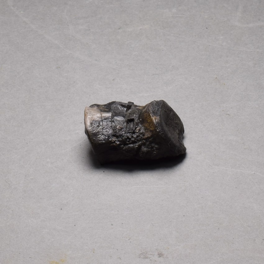 Collection of seven "bonebed" fossils - 14
