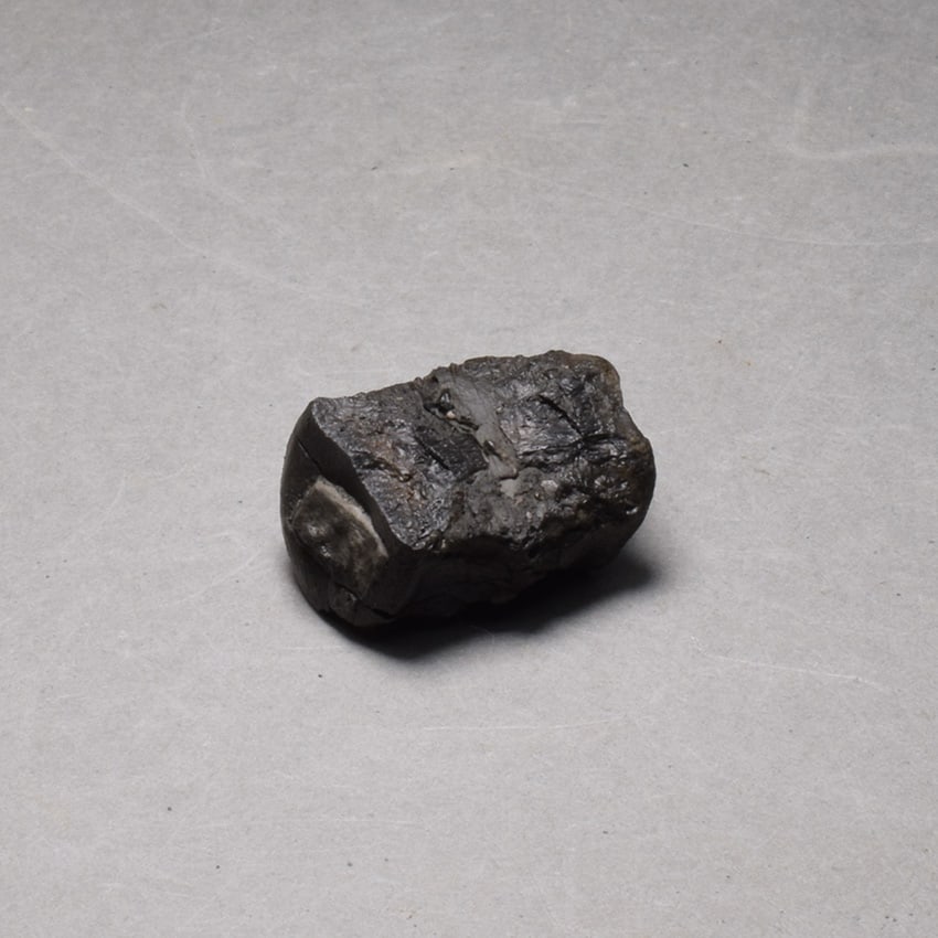 Collection of seven "bonebed" fossils - 15