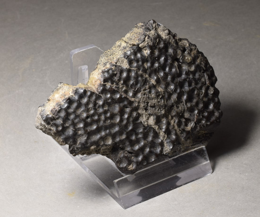 Collection of seven "bonebed" fossils - 17