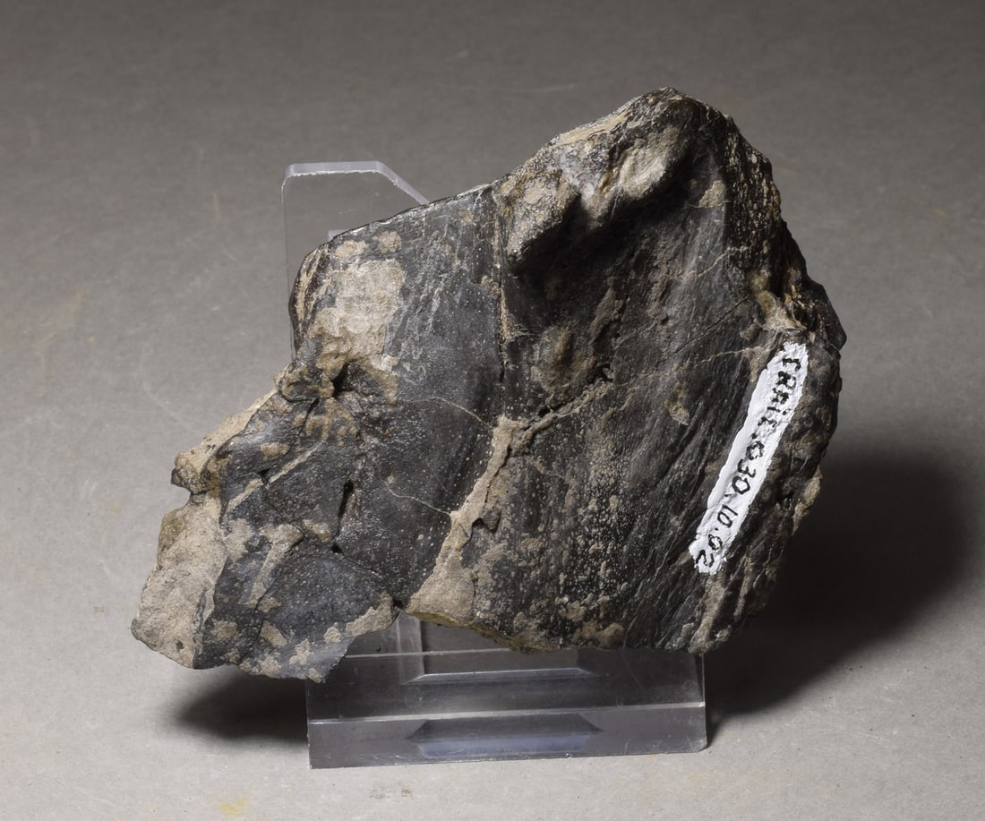 Collection of seven "bonebed" fossils - 19