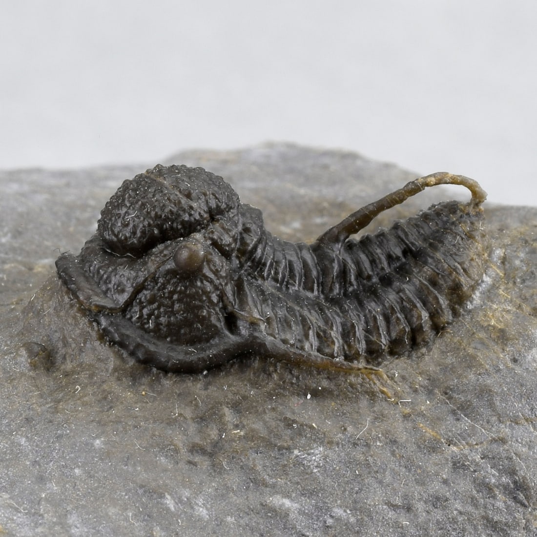 Fine Cyphaspis sp. - 2