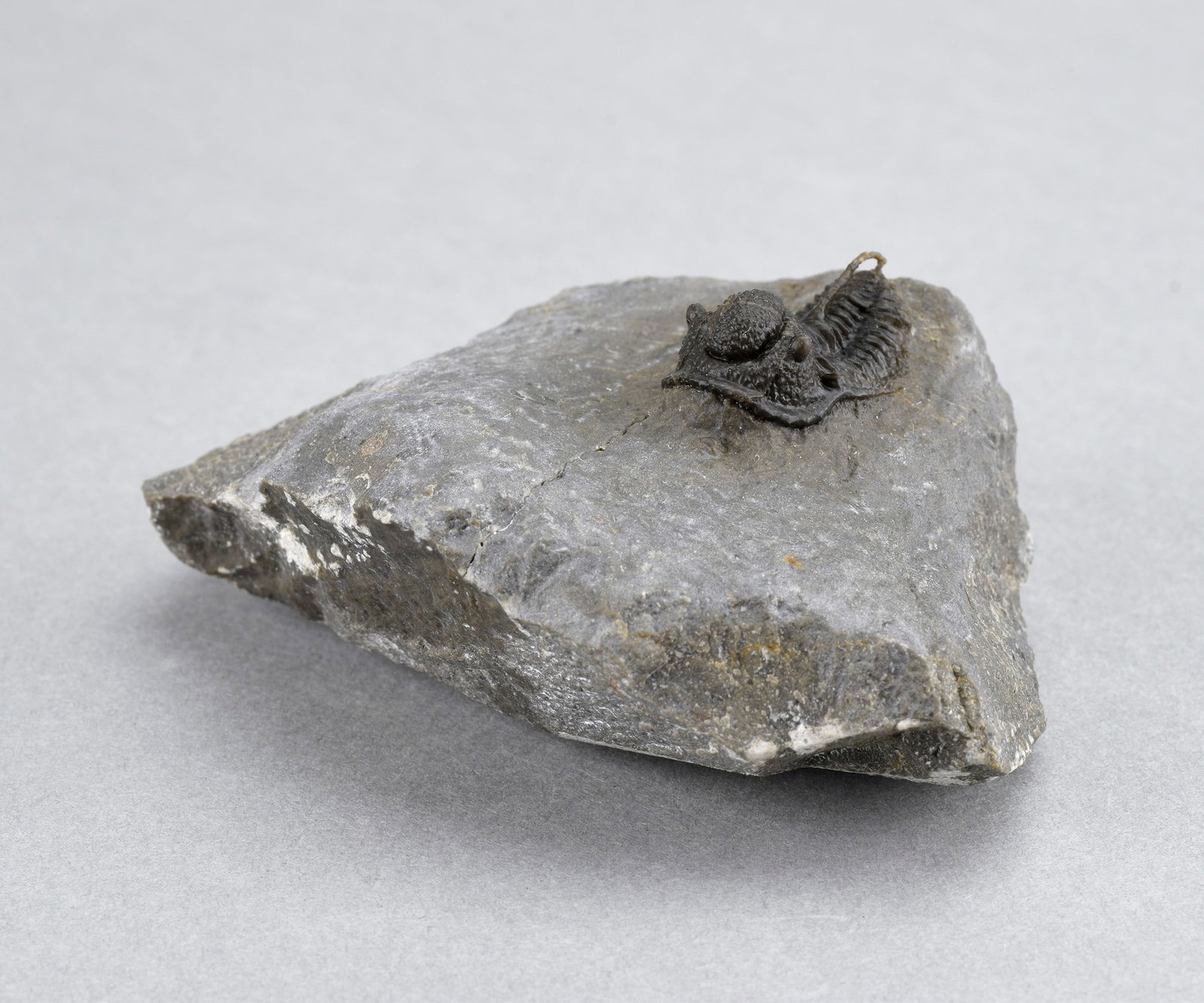 Fine Cyphaspis sp. - 3