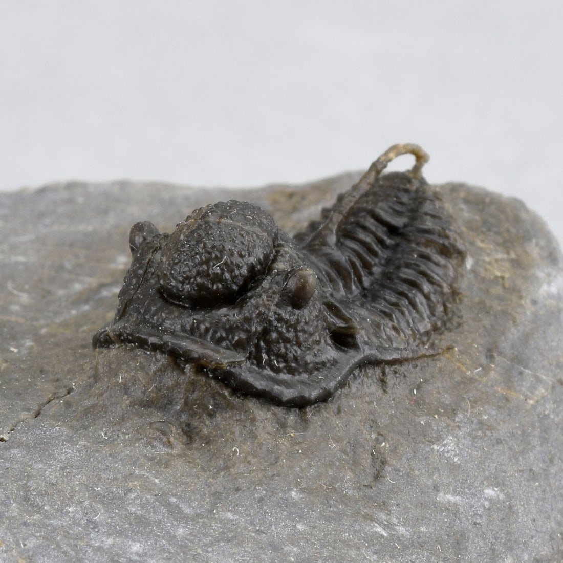 Fine Cyphaspis sp. - 4