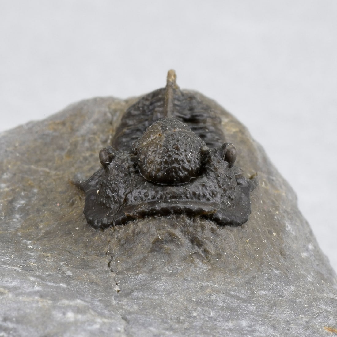 Fine Cyphaspis sp. - 6