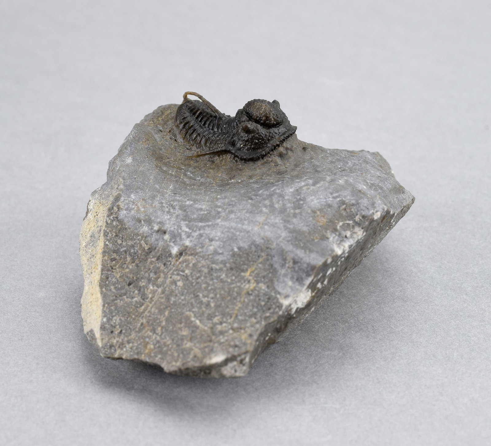Fine Cyphaspis sp. - 7
