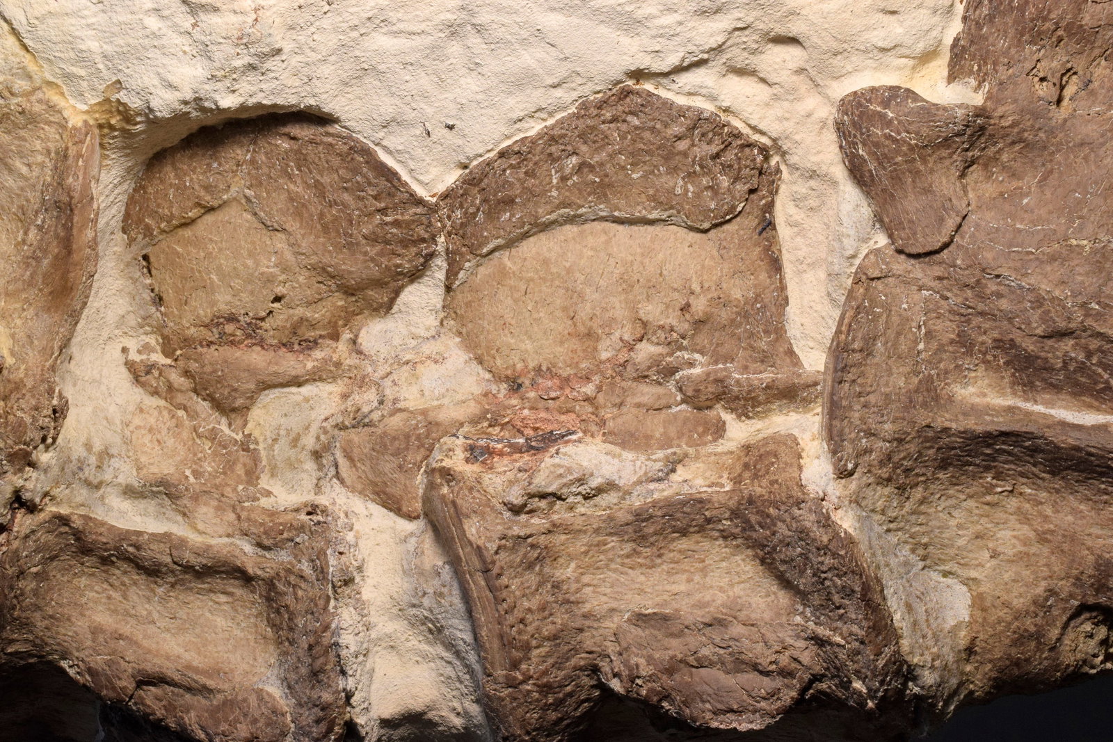Set of five Sauropterygia vertebrae - 9