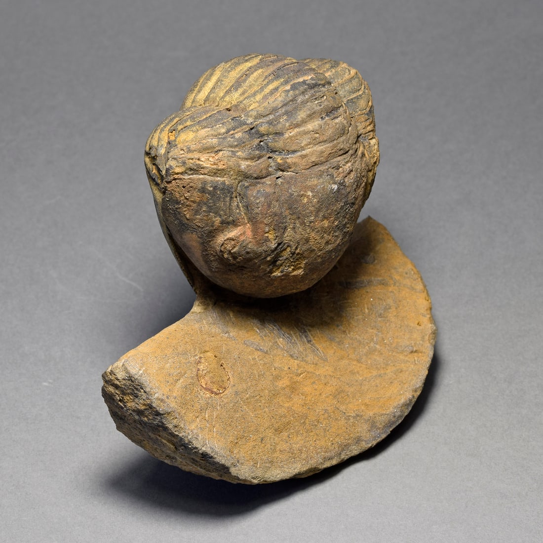 Rare trilobite Caudillaenus nicolasi - 2