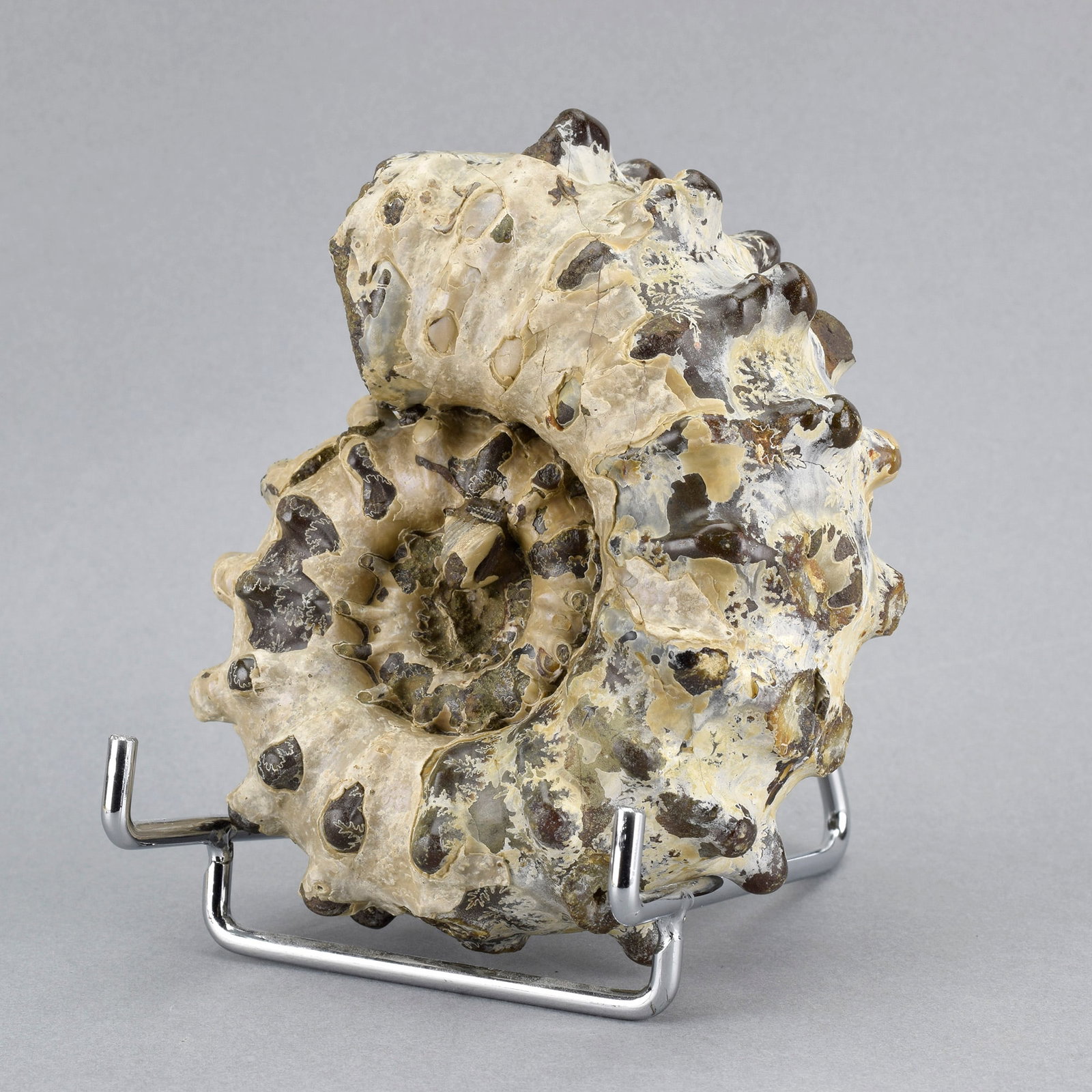 10.5 cm Douvilleiceras inaequinodum with gastropod - 4
