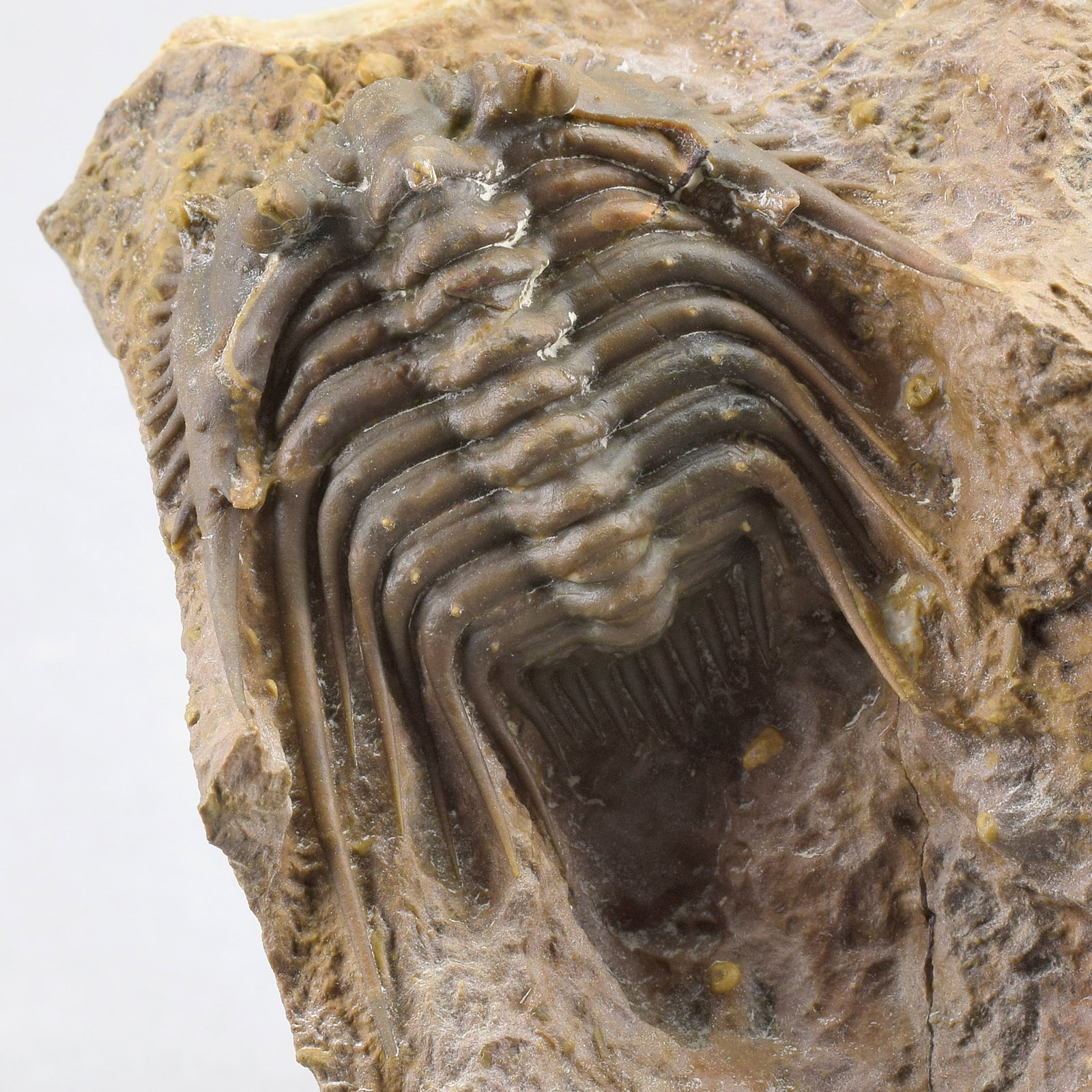 Rare trilobite Kettneraspis dickinsoni - 10