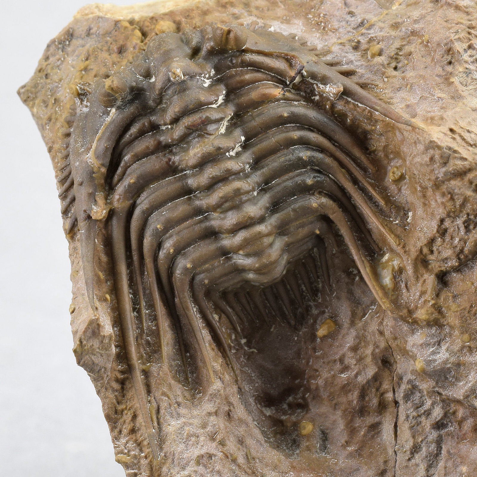 Rare trilobite Kettneraspis dickinsoni - 11
