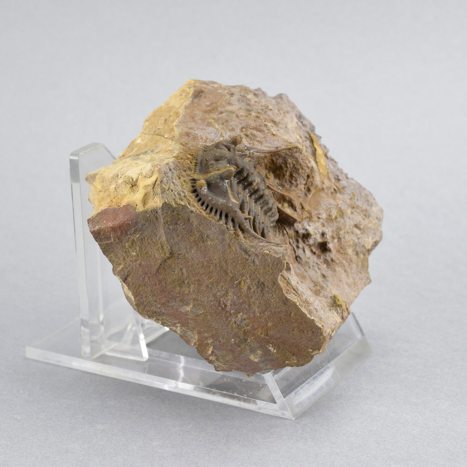 Rare trilobite Kettneraspis dickinsoni - 3