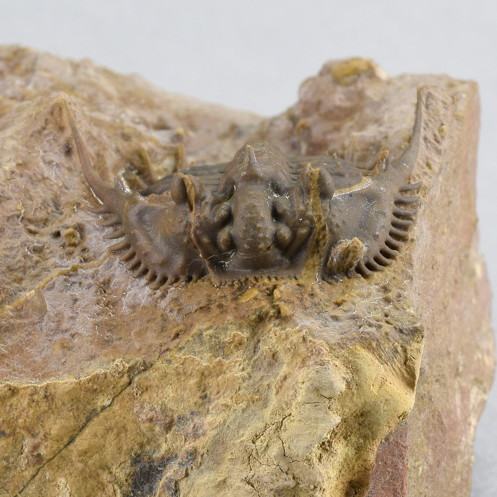 Rare trilobite Kettneraspis dickinsoni - 6