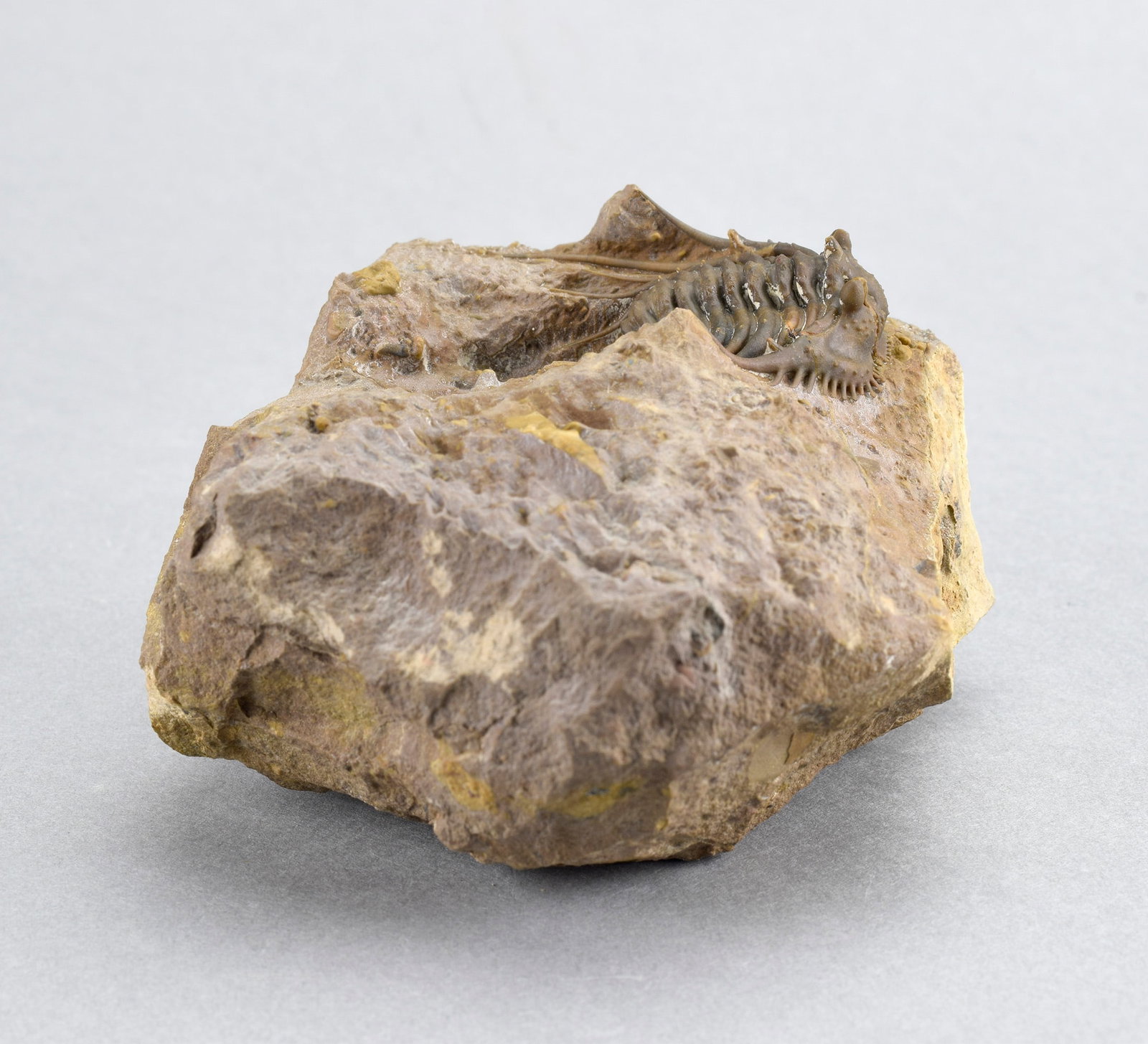 Rare trilobite Kettneraspis dickinsoni - 8