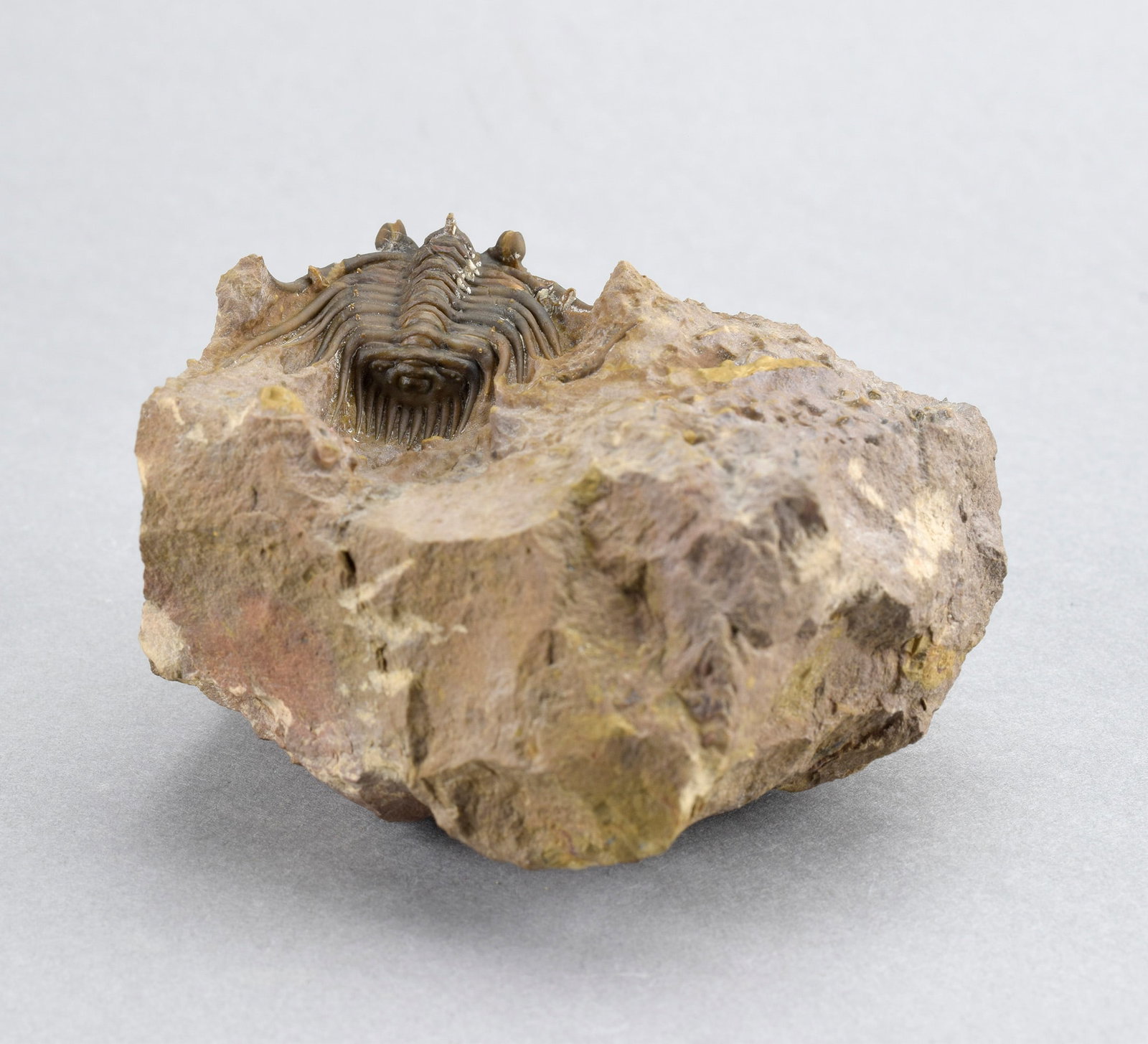 Rare trilobite Kettneraspis dickinsoni - 9