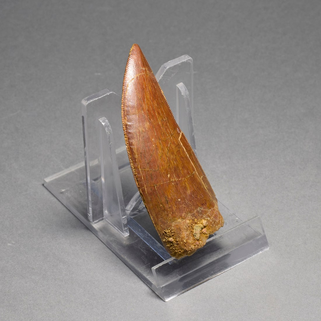 Beautiful 6.5 cm dinosaur tooth - Carcharodontosaurus saharicus - 2