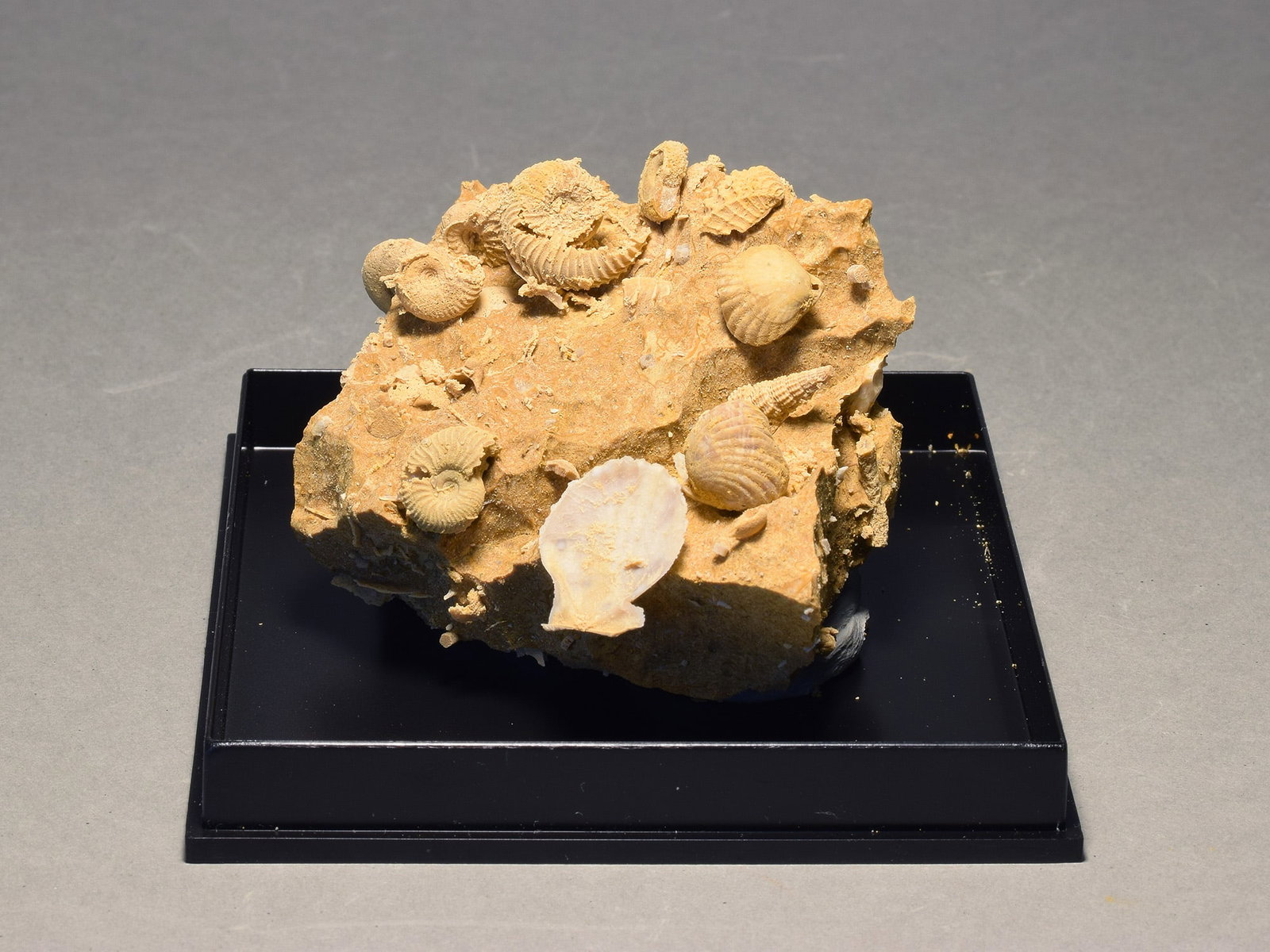 Silicified fossils in natural limestone matrix - 2