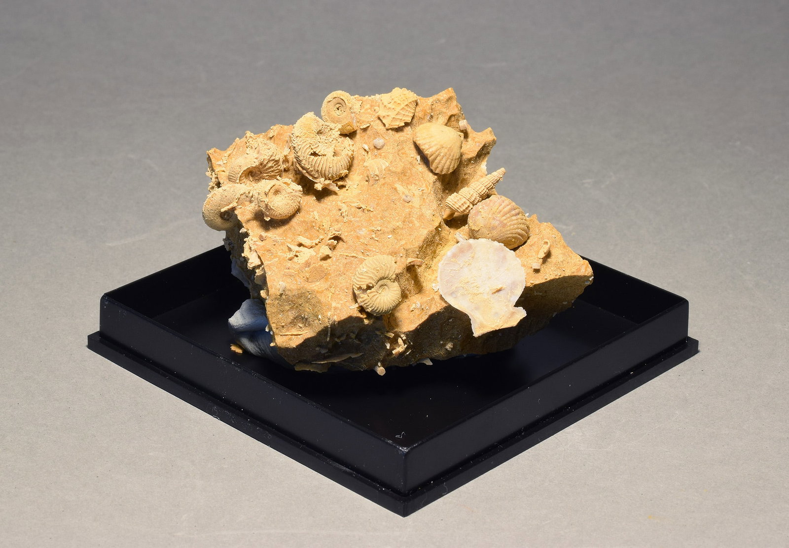 Silicified fossils in natural limestone matrix - 3