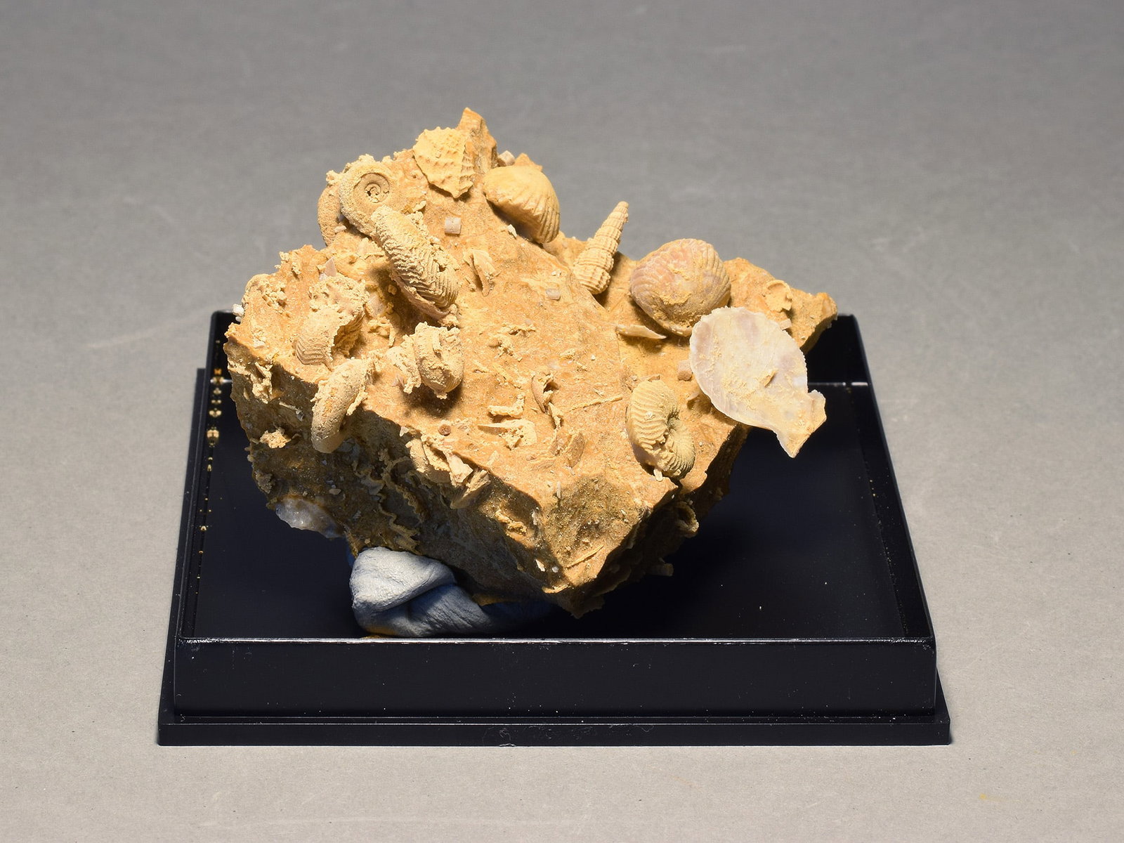 Silicified fossils in natural limestone matrix - 4
