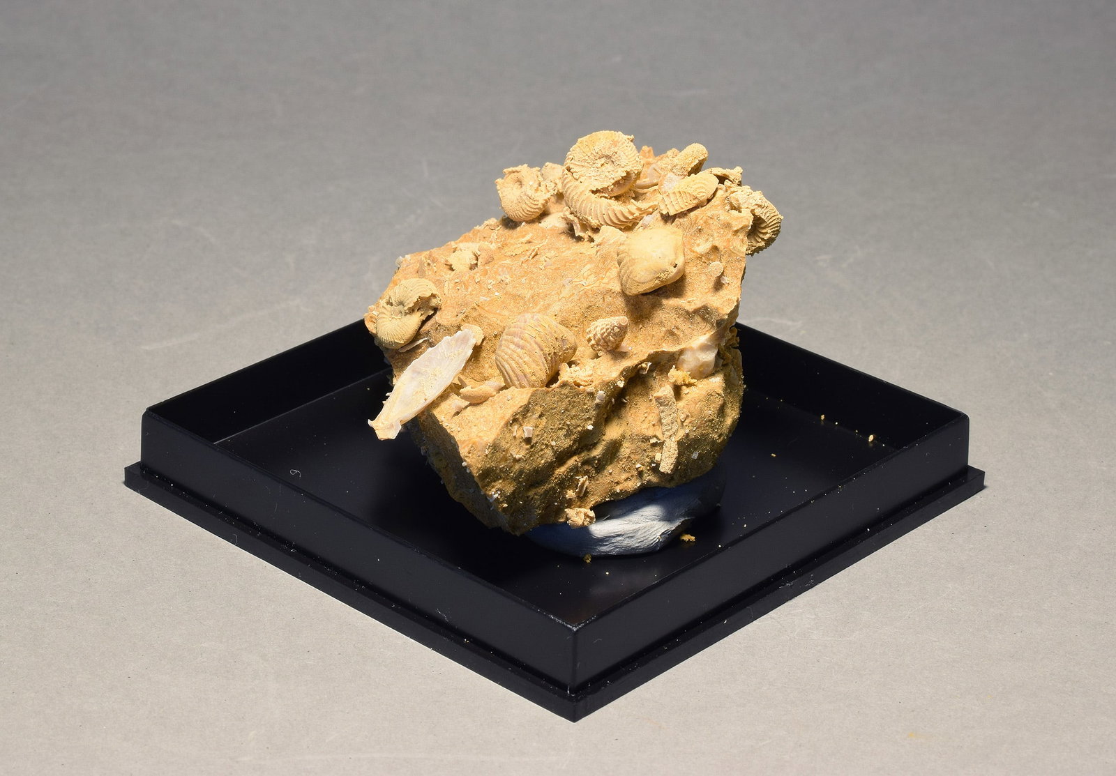 Silicified fossils in natural limestone matrix - 5