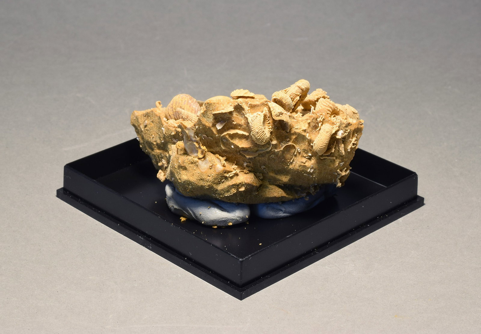 Silicified fossils in natural limestone matrix - 6