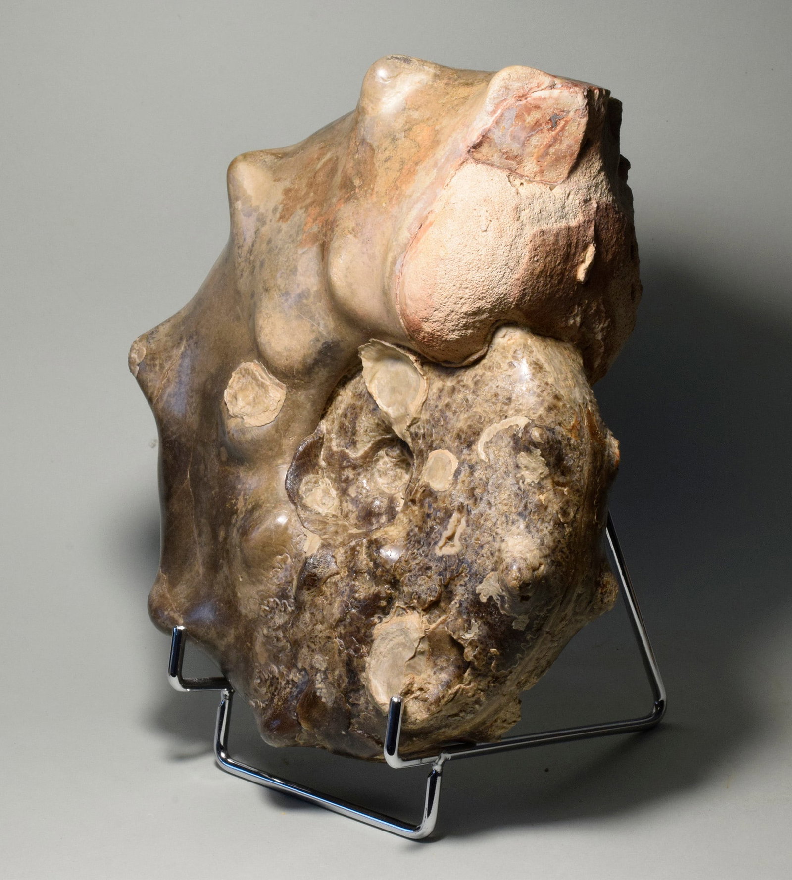 20 cm spiny ammonite Mammites nodosoides - 3