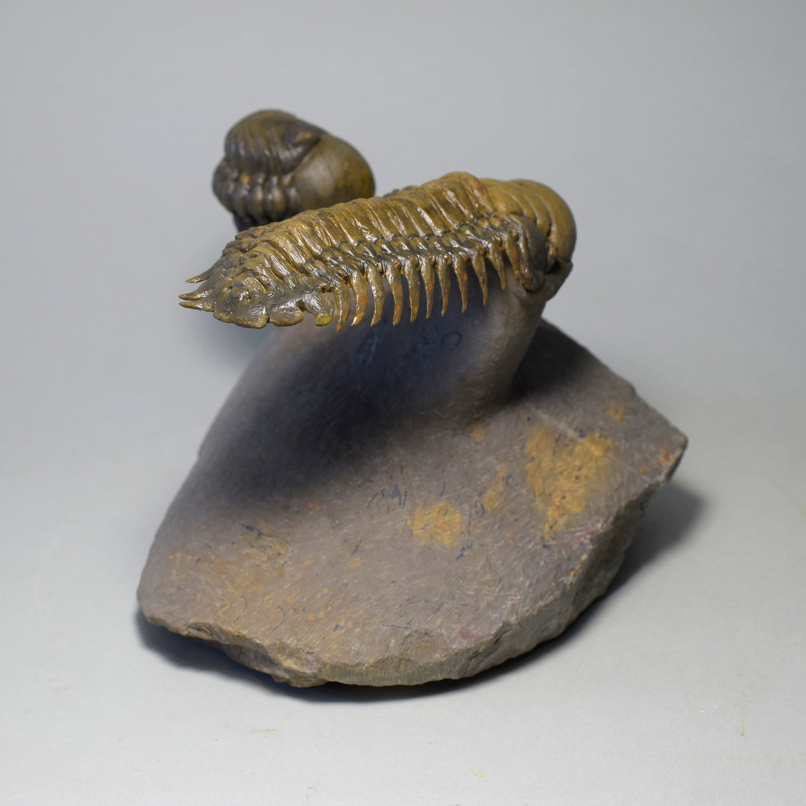 Gorgeous trilobite combo - "flying" Crotalocephalina gr. gibbus and Phacopid - 4