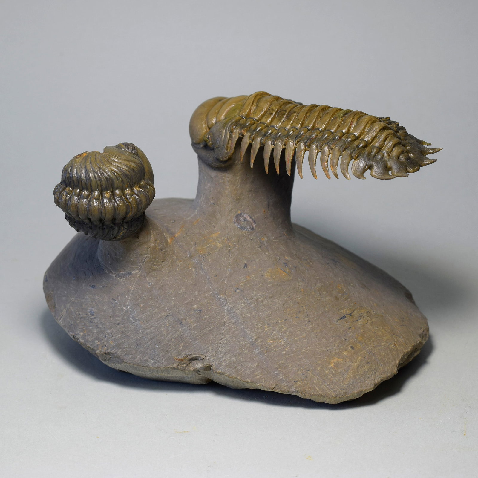 Gorgeous trilobite combo - "flying" Crotalocephalina gr. gibbus and Phacopid - 7