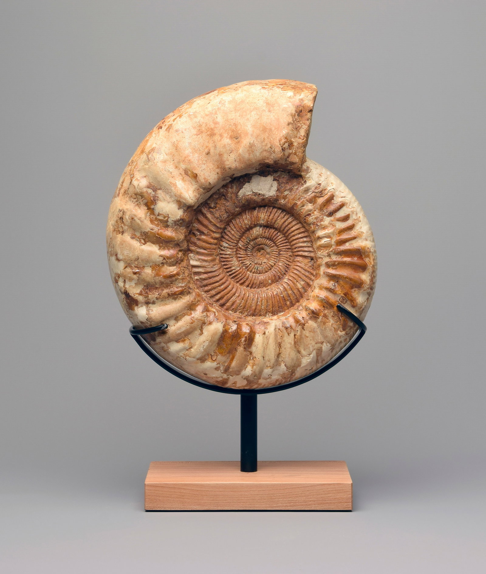 29 cm Ammonite Kranaosphinctes sp. - 4