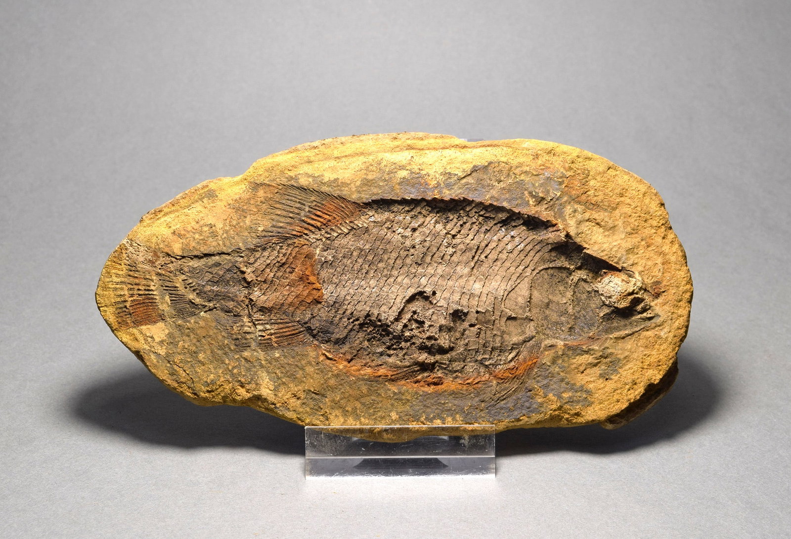 Fine fish fossil Parasemionotus labordei - 4