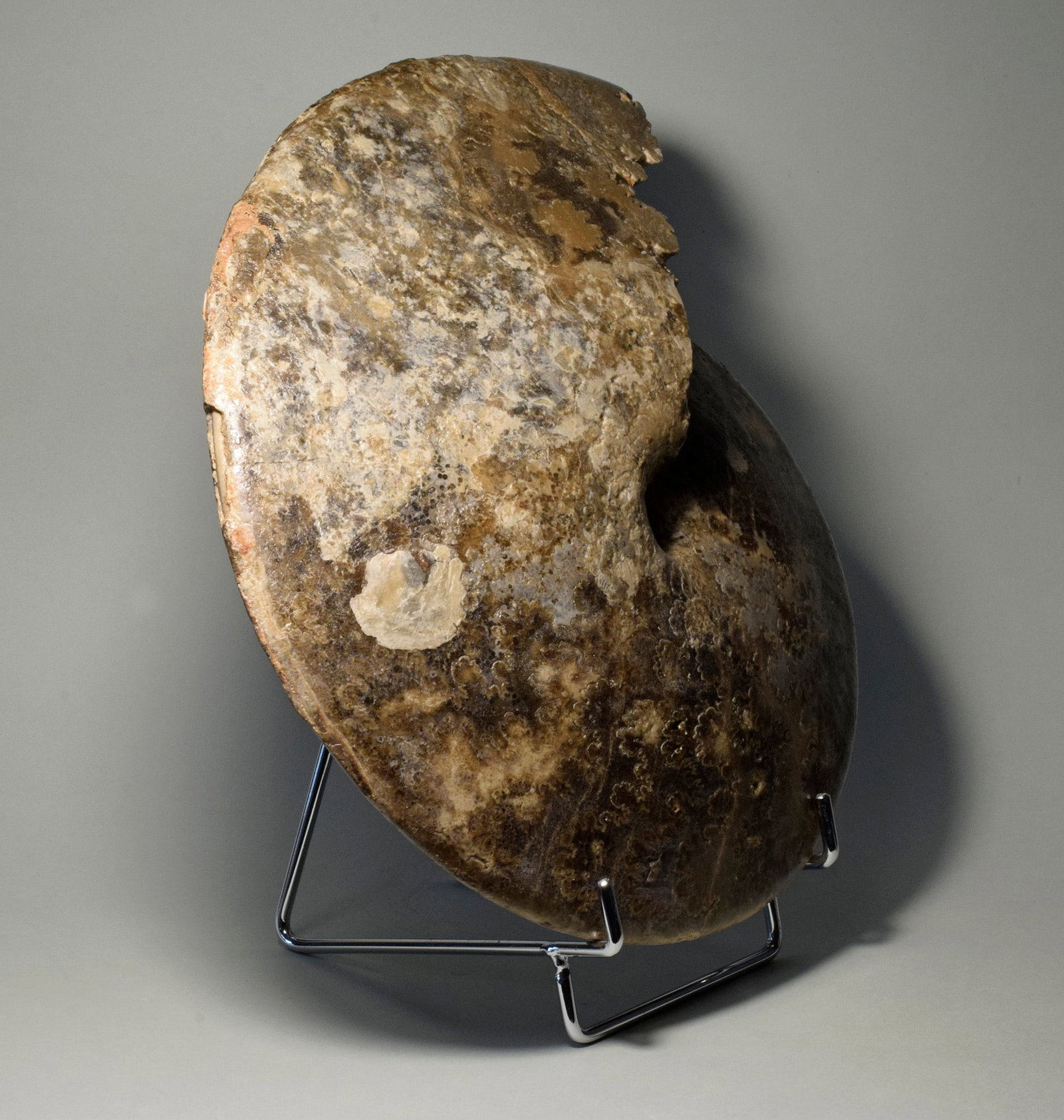 24.5 cm ammonite Choffaticeras segne - 3