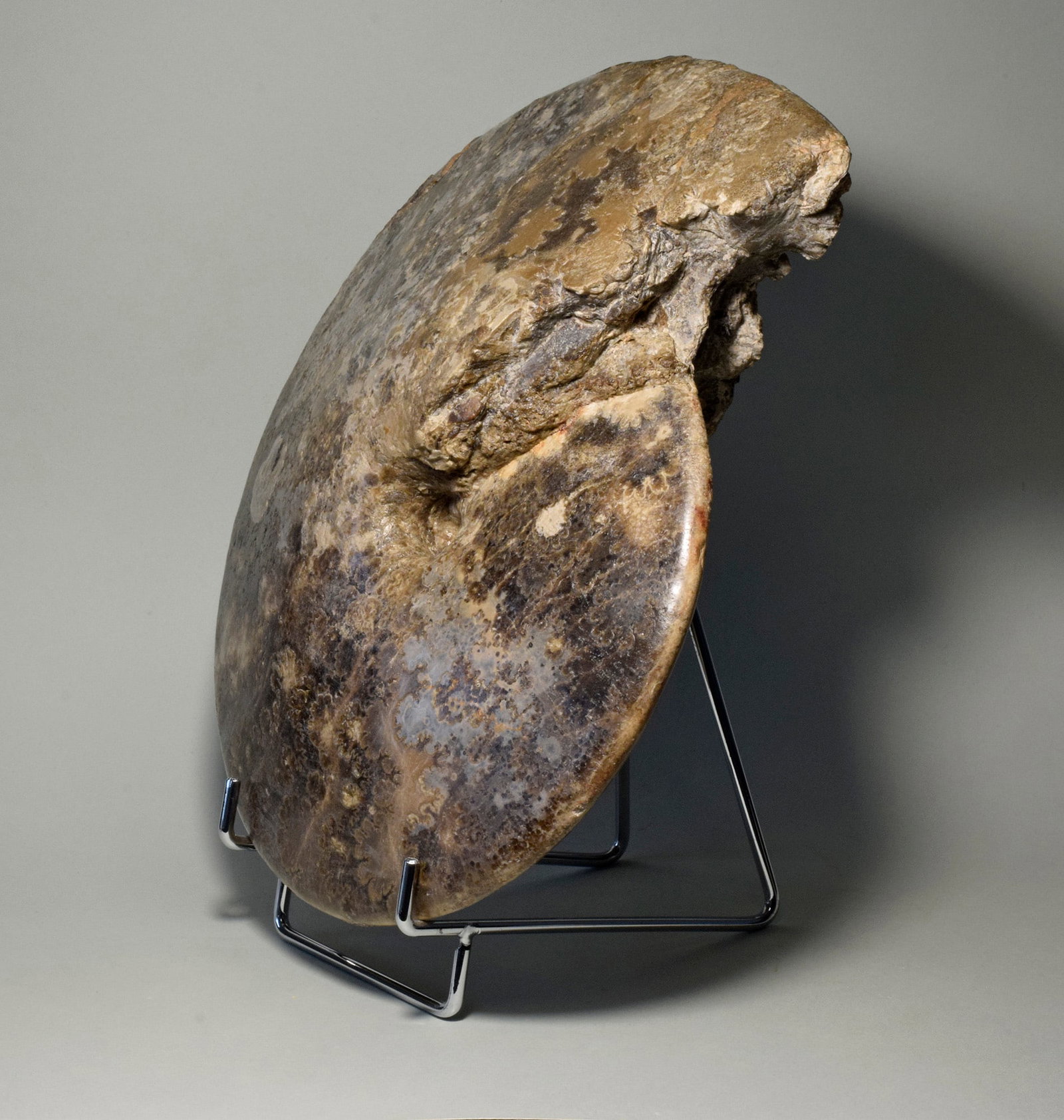 24.5 cm ammonite Choffaticeras segne - 4