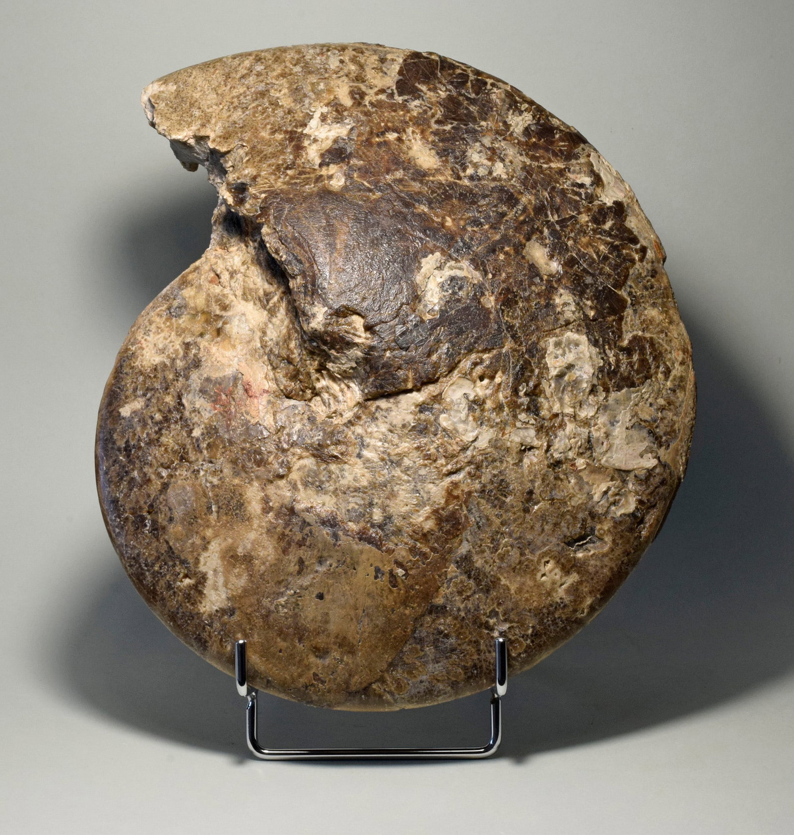 24.5 cm ammonite Choffaticeras segne - 5