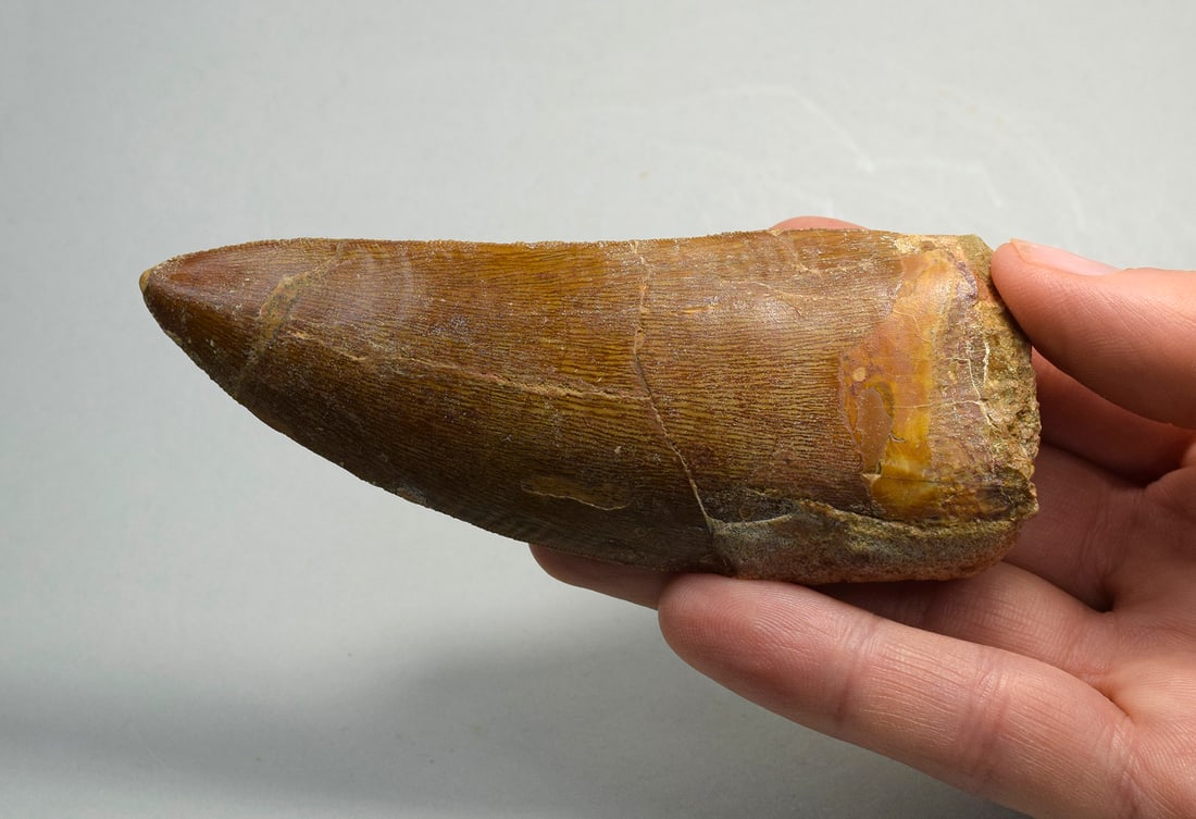 Outstanding 10.8 cm dinosaur tooth - Carcharodontosaurus saharicus - 7