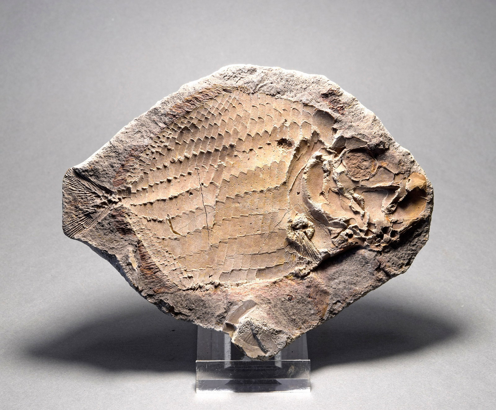 Perfect fish fossil Bobasatrania mahavavica - 4