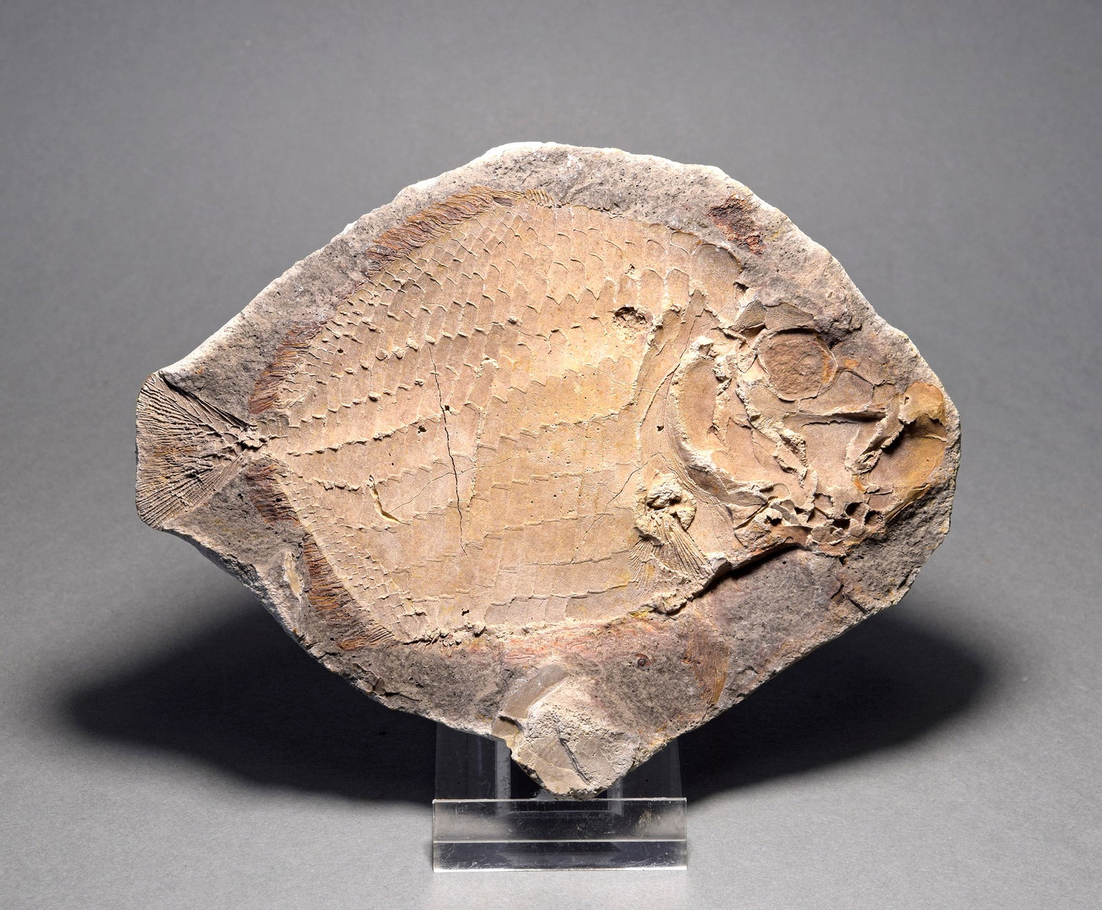 Perfect fish fossil Bobasatrania mahavavica - 5