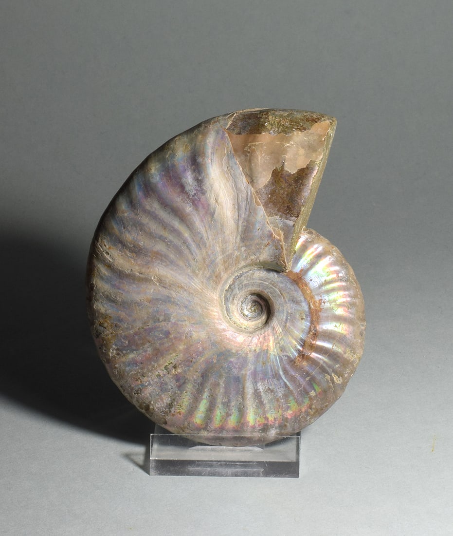 9.5 cm nacreous ammonite Aioloceras besairiei - 2