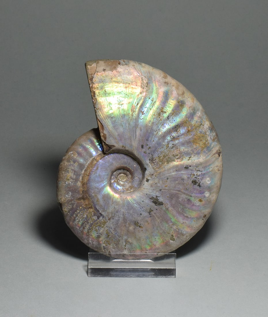 9.5 cm nacreous ammonite Aioloceras besairiei - 6