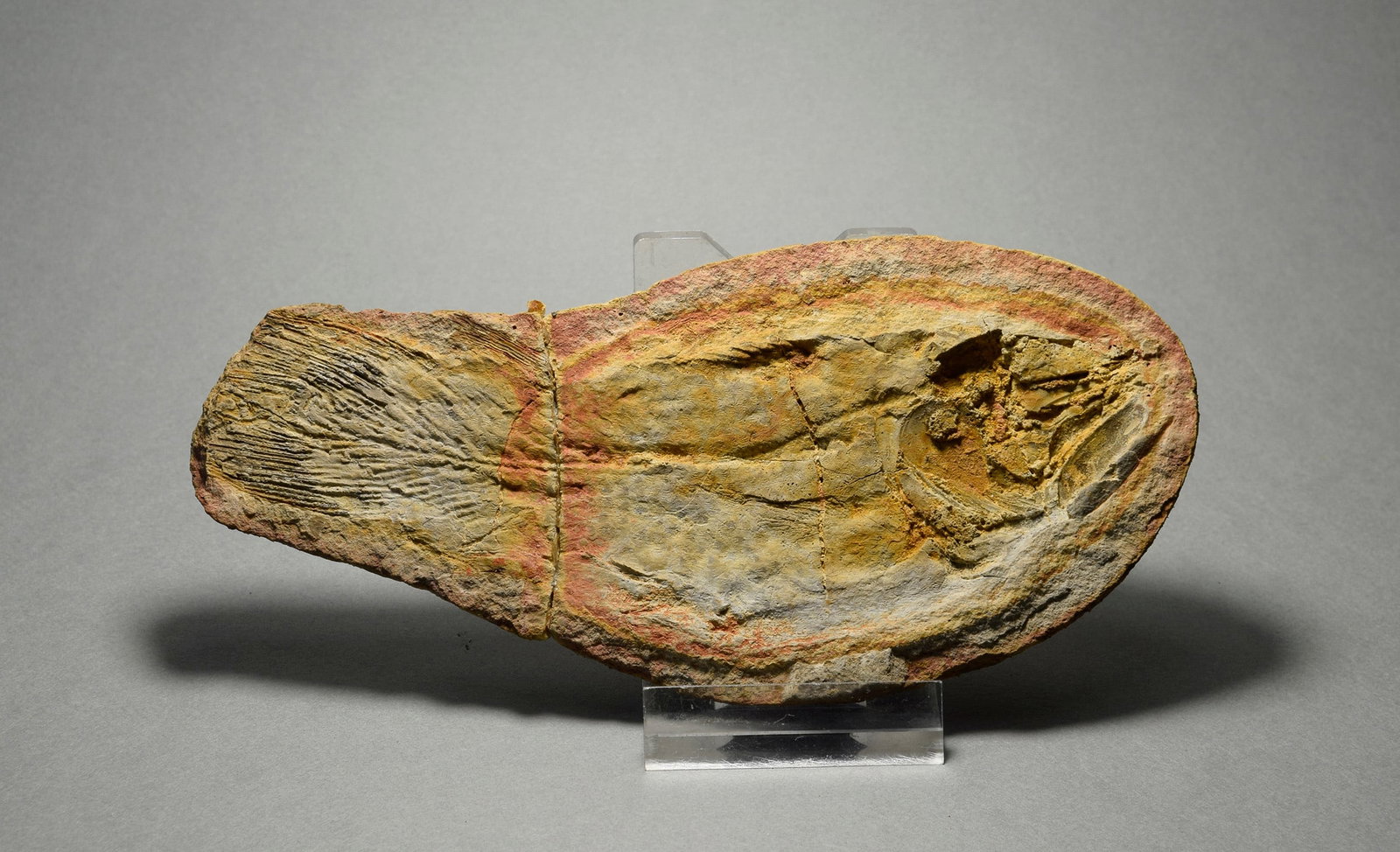 Fine coelacanth fish Whiteia woodwardi - 5