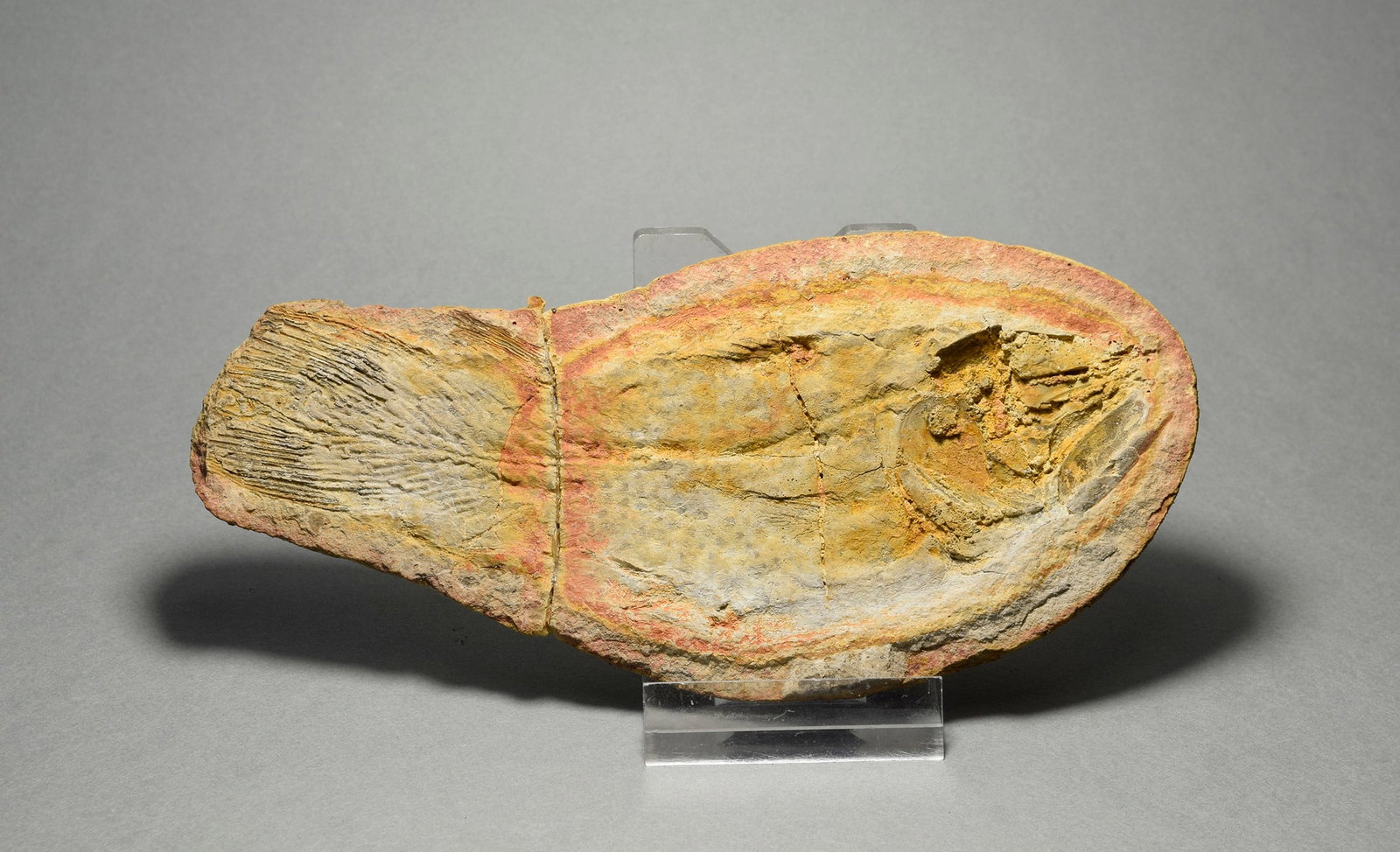 Fine coelacanth fish Whiteia woodwardi - 6