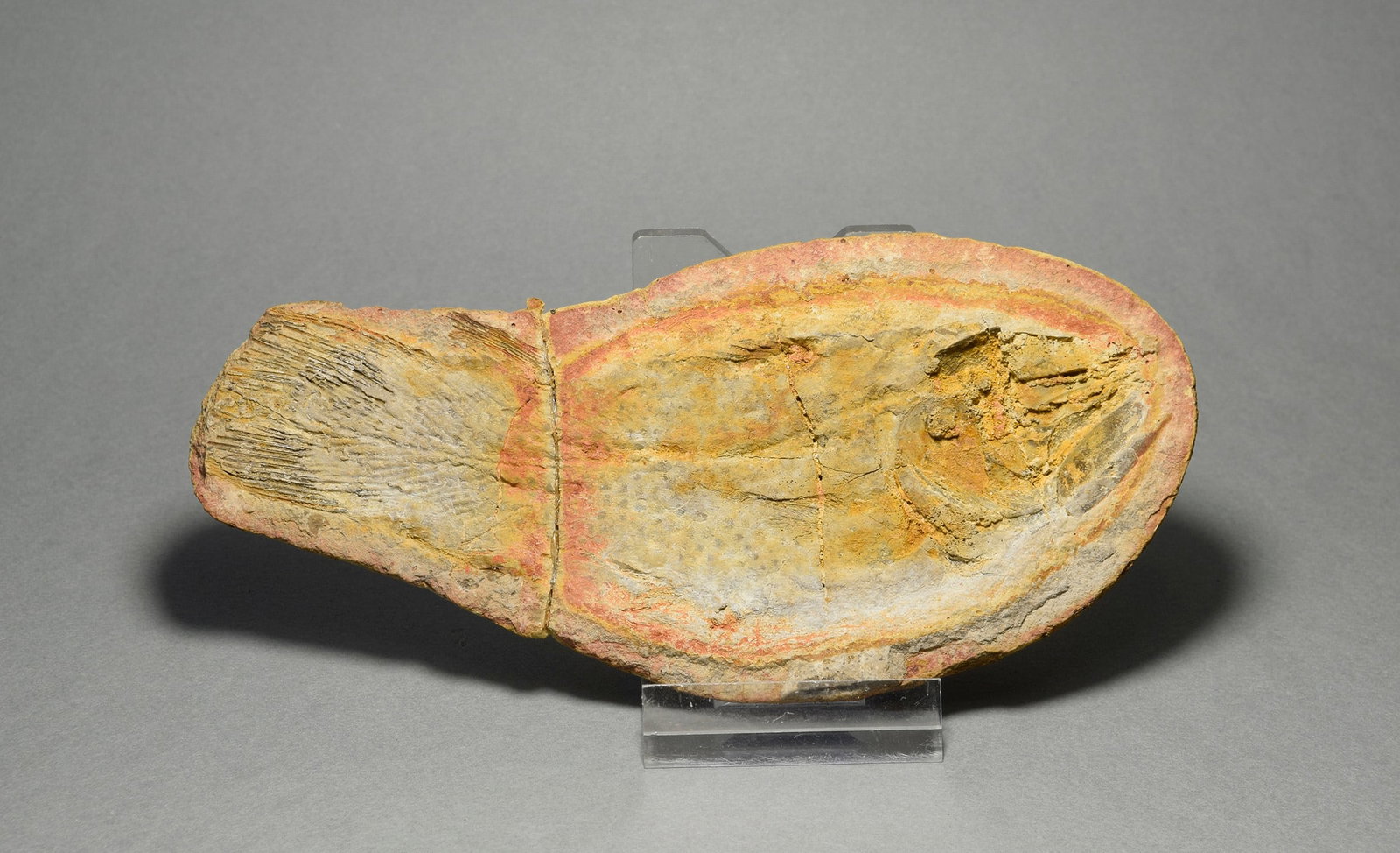 Fine coelacanth fish Whiteia woodwardi - 7