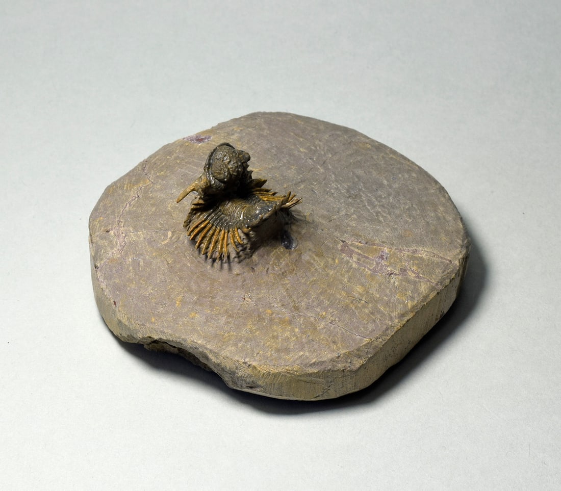 Rare trilobite Belenopyge sp. - 8