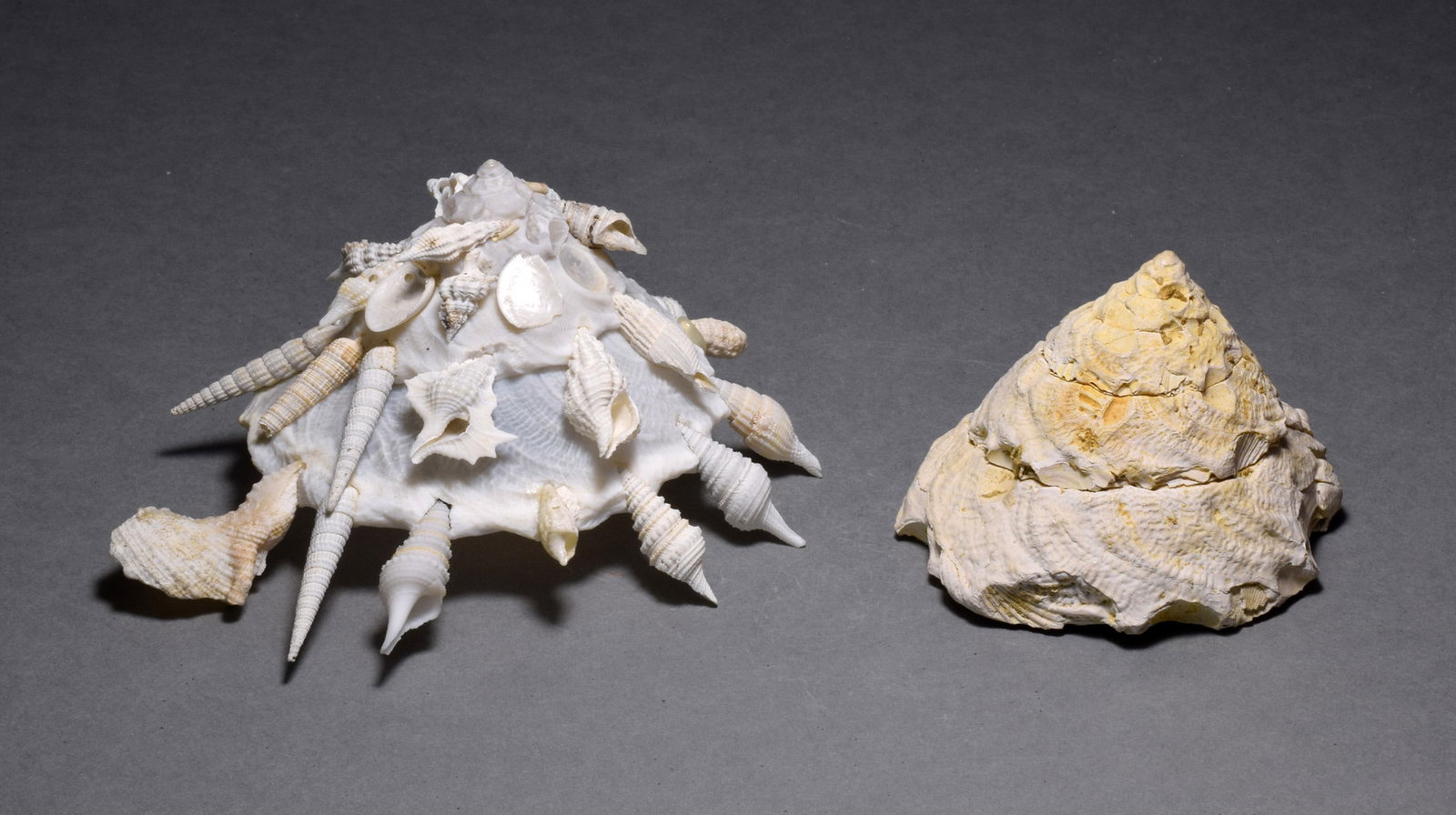 A collection of fossil and recent gastropods - Xenophora agglutinans and Xenophora pallidula - 3