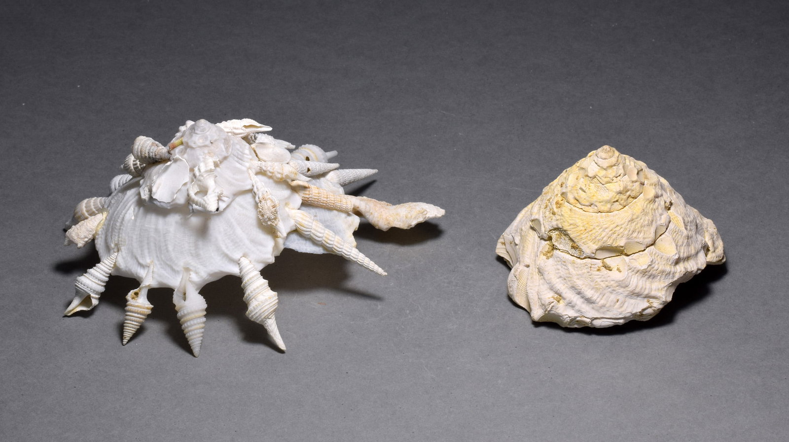 A collection of fossil and recent gastropods - Xenophora agglutinans and Xenophora pallidula - 6