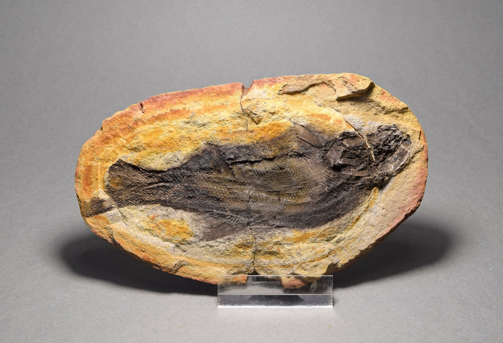 Fine fish fossil Teffichthys madagascariensis - 3