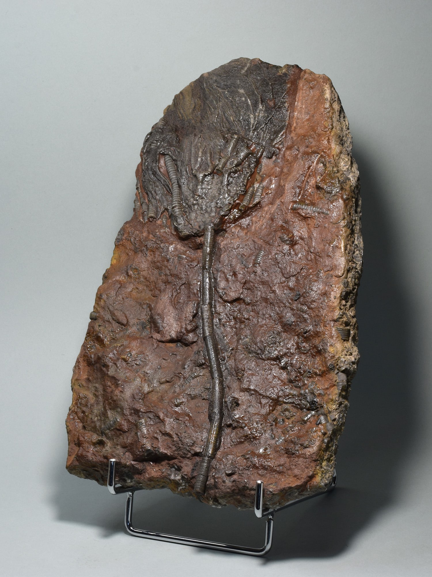 Nice crinoid on slab - Scyphocrinites elegans - 3