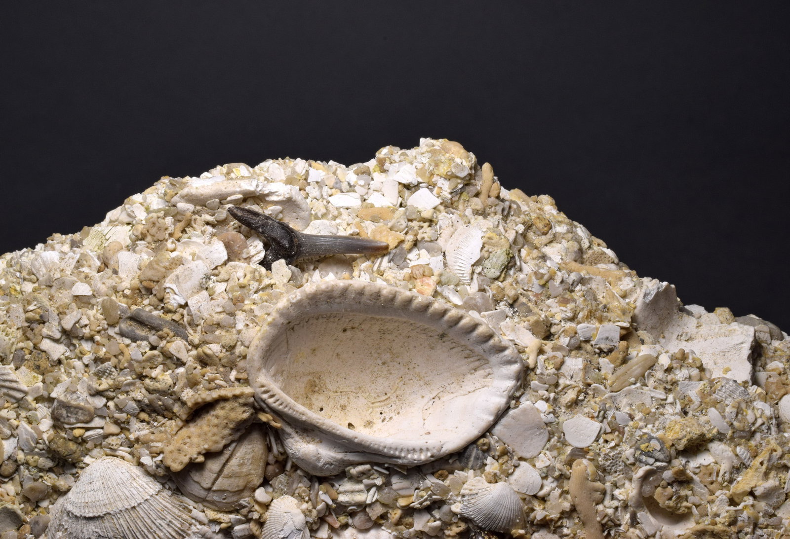 Three shark teeth on "Falun" matrix - Cosmopolitodus hastalis - 3