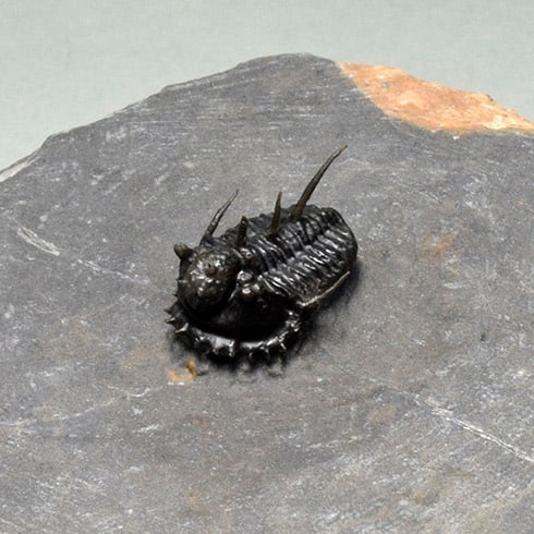 Very rare trilobite - Otarionella lkomalii - 11