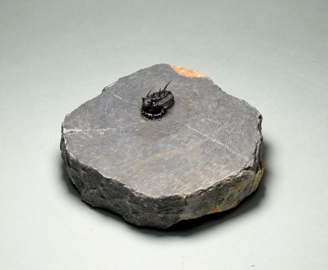 Very rare trilobite - Otarionella lkomalii - 2